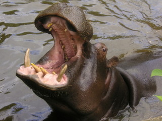 Hippopotamus with an open mouth