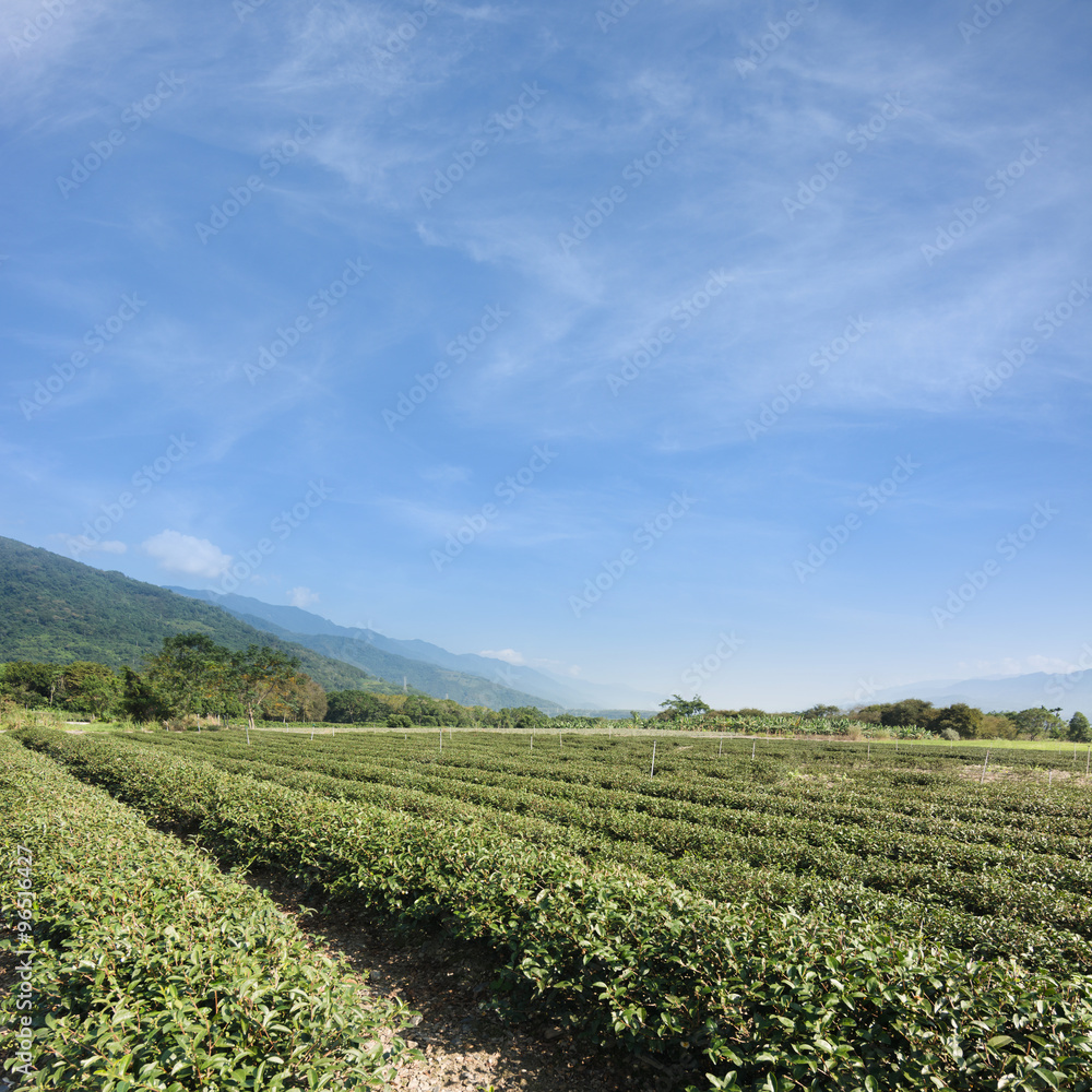 Canvas Prints tea farm