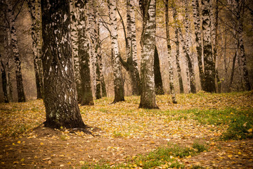 Obraz premium Trees in Autumn Park Retro