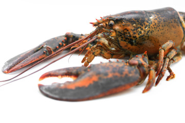 Red lobster, the best of lobster in the world