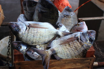 mercato del pesce