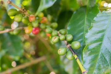 Coffee beans