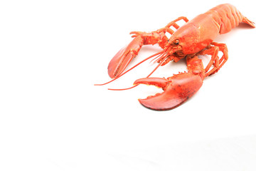 Red lobster, the best of lobster in the world