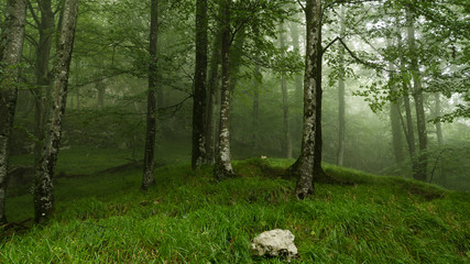 La niebla va entrando en el bosque