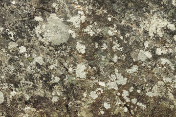 Rock with lichens