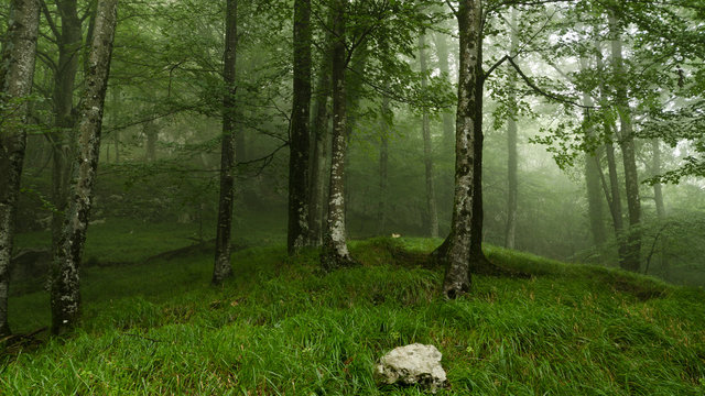 Fototapeta La niebla va entrando en el bosque
