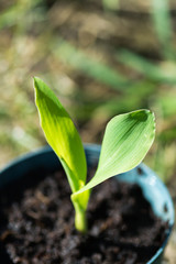 Corn seedling