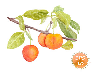 Red cherry plum fruit. Watercolor picture