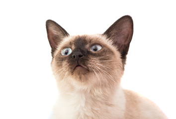 Siamese cat