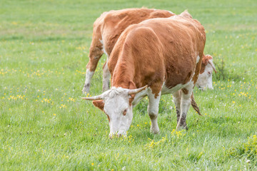 Hungarian cows