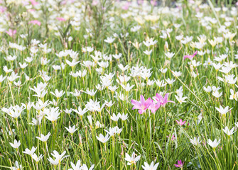 Fairy Lily flower in garden