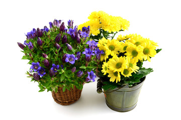 three flowerpot of blue gentian and yellow chrysanthemums