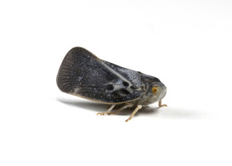 Plant Hopper