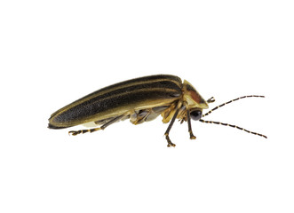 Lightning Bug