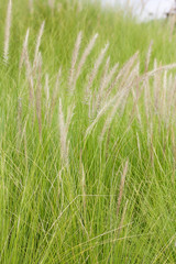 Imperata cylindrica Beauv of Feather grass in nature