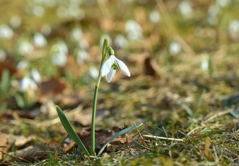 white snowdrops in spring