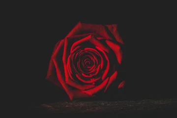 Poster de jardin Roses red rose from the dark