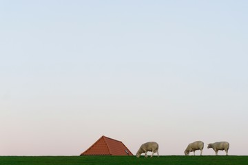 Schafe auf einem Deich bei Dageb&uuml;ll