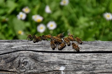 Bienenkonferenz