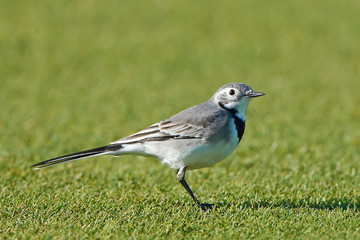 White Wagtail (Motacilla alba)