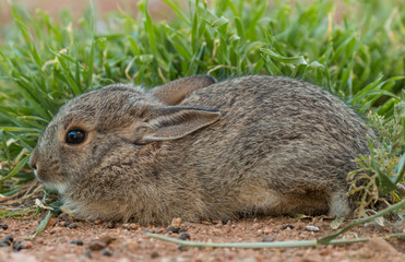 Cute Young Cottontail Rabbit