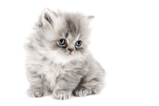 Cucciolo di gatto persiano a pelo lungo tortie grigio con occhi azzurri  isolato su sfondo bianco Stock Photo | Adobe Stock