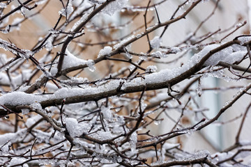 Tree branches covered with snow