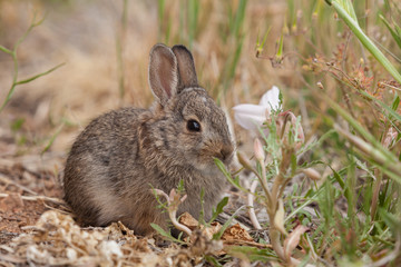 Naklejka na ściany i meble Cute Young Cottontail Rabbit