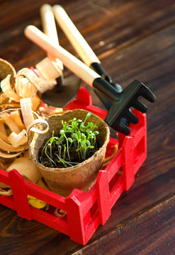 Peat pots and garden tools on wood background
