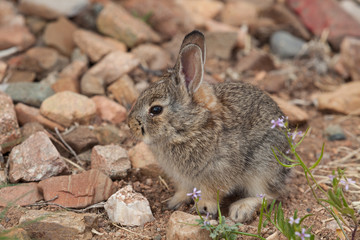 Cute Young Cottontail Rabbit