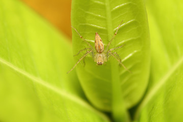 small spider on green leaf