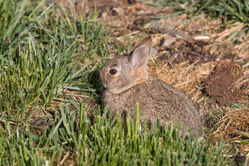 Cute Young Cottontail Rabbit