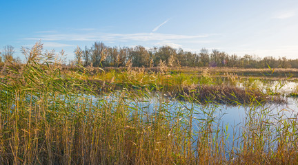 The shore of a sunny lake in autumn
