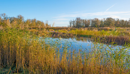 The shore of a sunny lake in autumn

