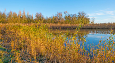 The shore of a sunny lake in autumn
