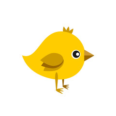 little cute yellow chick