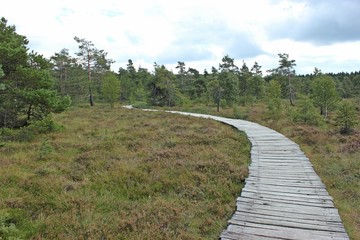 Holzbohlenweg durch das Schwarze Moor in der Rhön 
