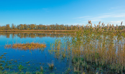 The shore of a sunny lake in autumn
