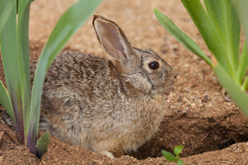Cottontail Rabbit