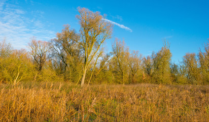 Reed in a field at dawn in autumn
