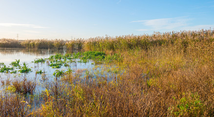 The shore of a sunny lake in autumn
