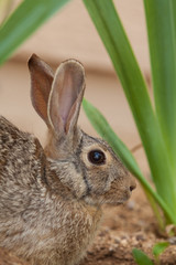 Cottontail Rabbit