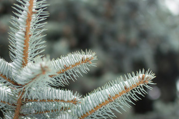 tree, snow