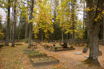 Old forest graveyard