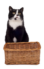Fototapeta na wymiar black cat sitting near basket hectares white background