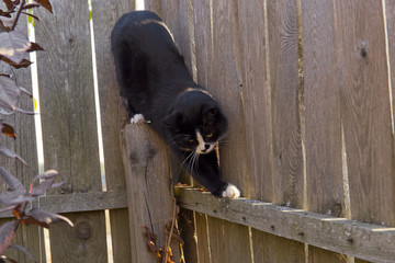 black cat walking on the fence in the garden
