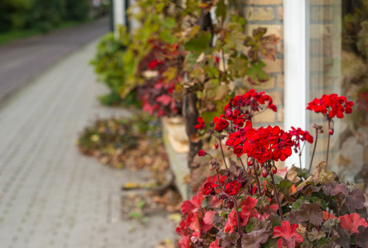 Red flowering geraniums at the facade of a house