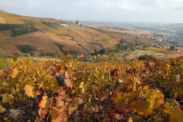 Le village du Perréon , à l' automne dans le Beaujolais , ceinturé de vignes