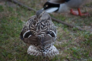 Canard