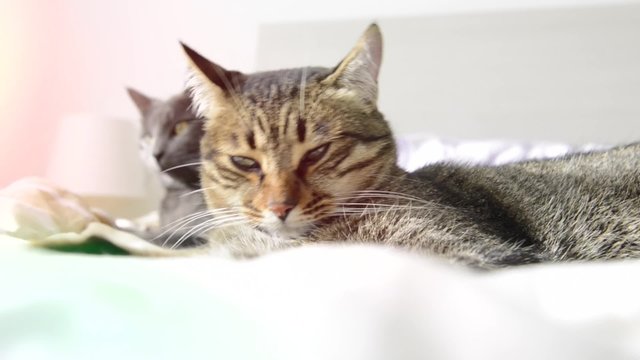Two cats in relaxing time
